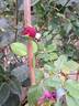 Kaffe Fasset ™ rose photo
