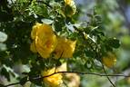 R. hemisphaerica rose photo