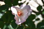 Ellen Willmott rose photo