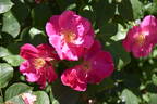 Vanity rose photo