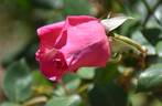 The Doctor rose photo