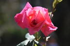 The Doctor rose photo