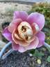 Distant Thunder rose photo
