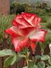 Impératrice Farah rose photo