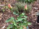 Confidence rose photo