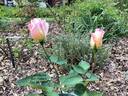 Confidence rose photo