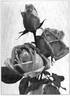 Georg Arends rose photo