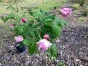La France, Cl. rose photo