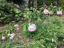 Lady Medallist rose photo