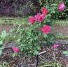 Hector Deane rose photo