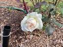Devoniensis rose photo