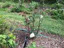 Devoniensis rose photo