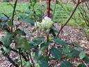 Devoniensis rose photo