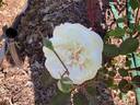 Devoniensis rose photo