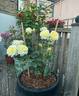 Stockholm ™ rose photo