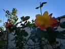 Joseph's Coat rose photo
