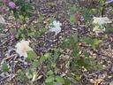 Rival de Paestum rose photo