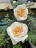 Lady Hillingdon (Tea, Lowe rose photo