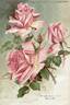 Madame Jules Grolez rose photo