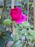 Kaffe Fasset ™ rose photo