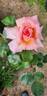 Talisman, Cl. rose photo