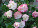 Delany Sisters rose photo