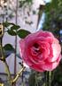 Leonardo da Vinci rose photo