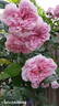 Schöne Maid ® rose photo