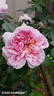Schöne Maid ® rose photo