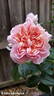 Schöne Maid ® rose photo