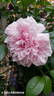 Schöne Maid ® rose photo
