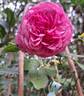 Kaffe Fasset ™ rose photo