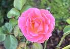 Lilian Austin rose photo