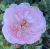 Gentle Hermione rose photo