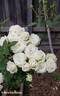 Irresistible rose photo