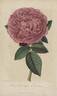 Duchesse d'Orléans rose photo