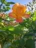 Joseph's Coat rose photo