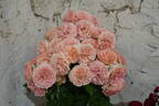Elysium Fields rose photo
