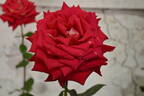 New Kleopatra rose photo