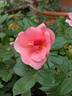 1000 Wishes rose photo