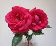 The Australian Bicentennial rose photo