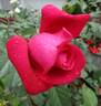 The Australian Bicentennial rose photo