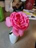 Sitting Pretty ™ rose photo