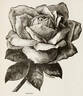 Jubilee rose photo