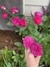 Like No Other rose photo
