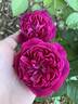 Like No Other rose photo
