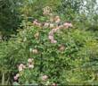 James Galway rose photo