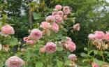 James Galway rose photo