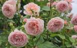 James Galway rose photo