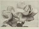 Duchess of Wellington rose photo